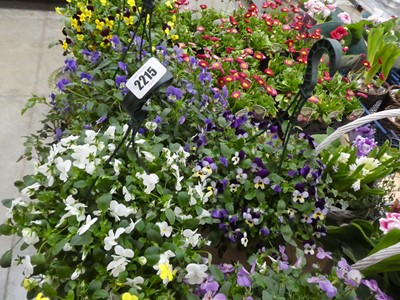 Lot 2215 - Pair of viola hanging baskets