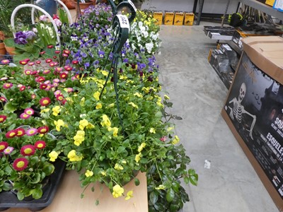 Lot 2217 - Viola hanging basket