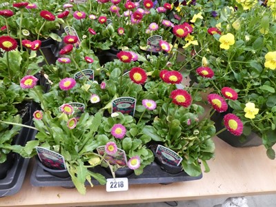 Lot 2218 - Tray containing 9 potted bellis red