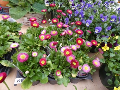 Lot 2219 - Tray containing 9 potted bellis red