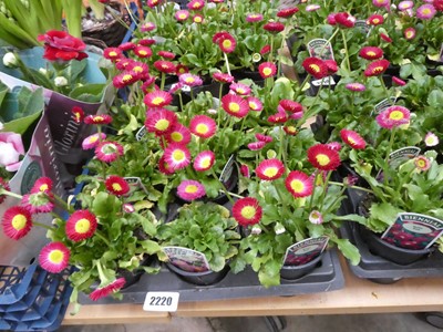 Lot 2220 - Tray containing 9 potted bellis red