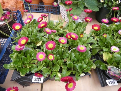 Lot 2221 - Tray containing 9 potted bellis red