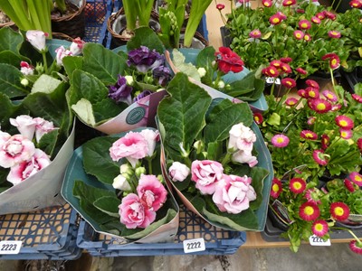 Lot 2222 - Tray containing potted Gloxinia