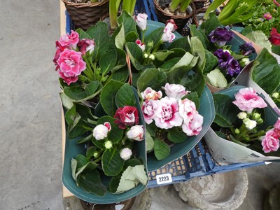 Lot 2223 - Tray containing potted Gloxinia