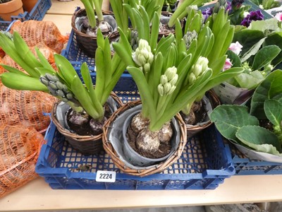 Lot 2224 - 3 potted hyacinths