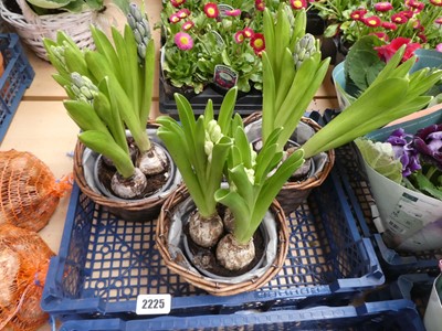 Lot 2225 - 3 potted hyacinths