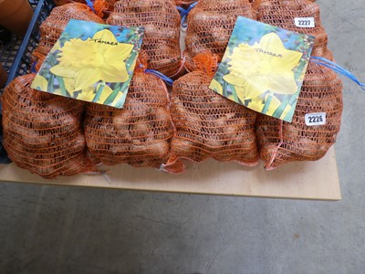 Lot 2226 - 4 nets of Tamara daffodil bulbs