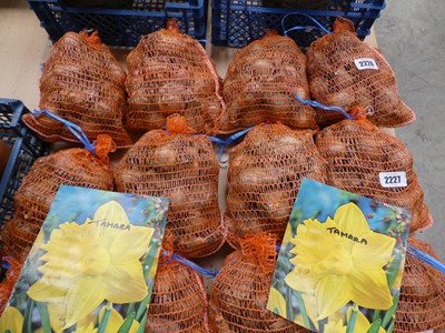 Lot 2227 - 4 nets of Tamara daffodil bulbs