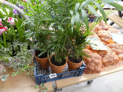 Lot 2229 - Tray containing 6 potted palms