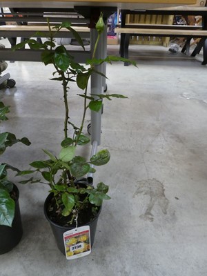 Lot 2230 - Potted Peace Hybrid Tea rose