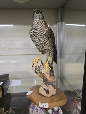 Lot 367 - A taxidermy study of bird of prey on...