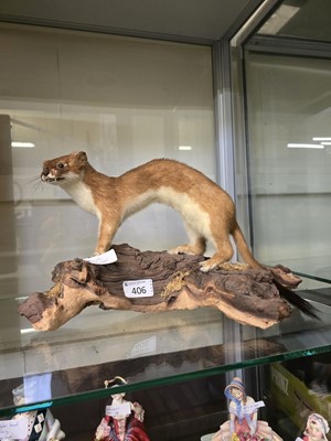 Lot 406 - A taxidermy study of a stoat on naturalistic...