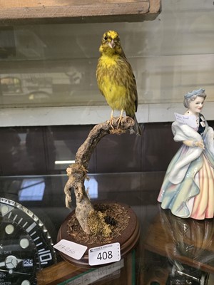 Lot 408 - A taxidermy study of small yellow finch on branch