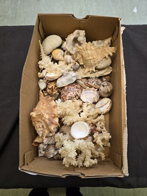 Lot 425 - A shoebox containing a quantity of seashells