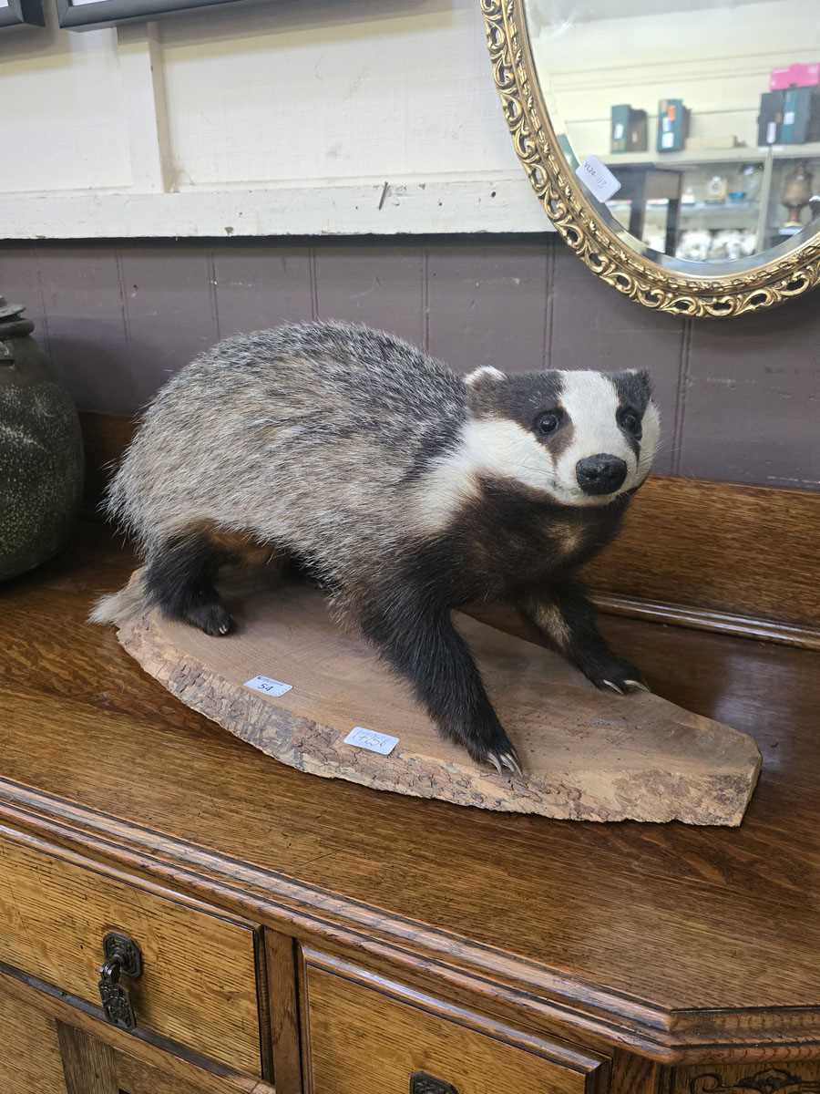 Lot 54 - A taxidermy study of a badger in naturalistic...