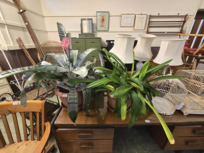 Lot 115 - Two potted plants