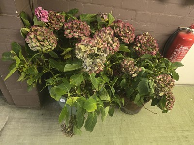 Lot 8 - Two potted hydrangeas