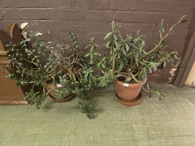 Lot 11 - Two potted money plants