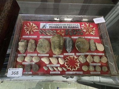 Lot 368 - A cased display of Moroccan fossils