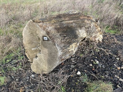 Lot 540 - (No VAT) Large oak tree trunk with various burrs