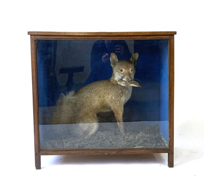 Lot 38 - Taxidermy: an oak and glazed case containing a...