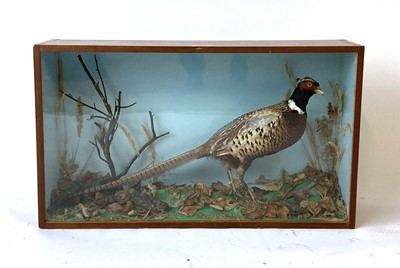 Lot 39 - Taxidermy: a case containing a Cock Pheasant,...