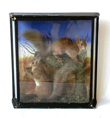 Lot 40 - Taxidermy: a case containing two red squirrels,...