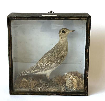 Lot 41 - Taxidermy: a case containing a hen pheasant,...