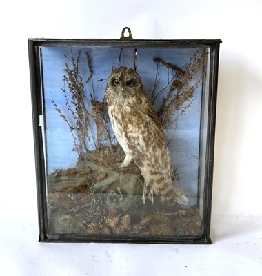 Lot 42 - Taxidermy: a case containing a short eared owl,...