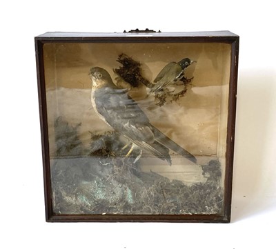 Lot 43 - Taxidermy: a case containing a sparrow hawk,...