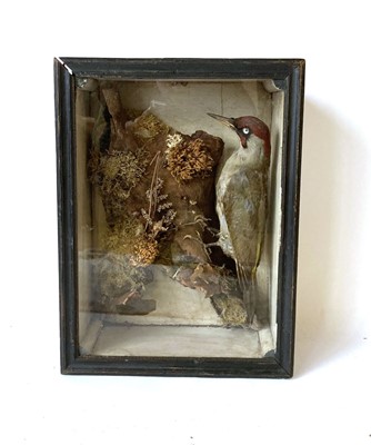 Lot 44 - Taxidermy: a case containing a green...