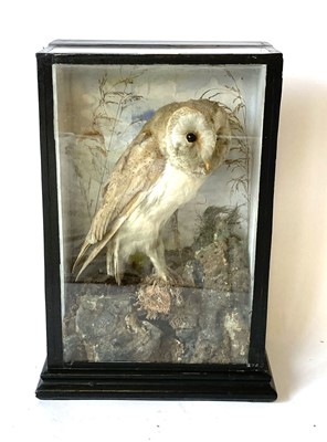 Lot 45 - Taxidermy: a case containing a barn owl, badge...