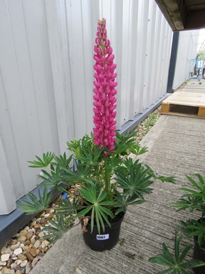 Lot 1007 - Potted lupin
