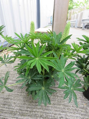 Lot 1008 - Potted lupin