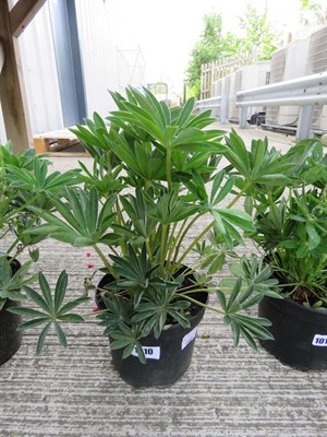 Lot 1010 - Potted lupin