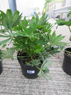 Lot 1011 - Potted lupin