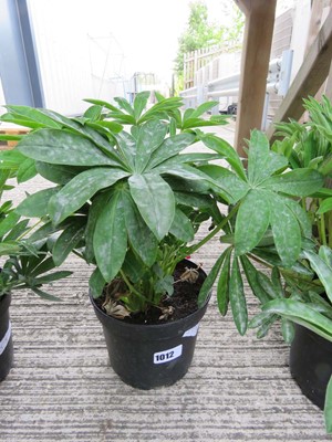 Lot 1012 - Potted lupin