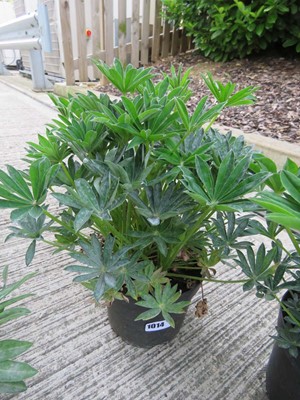 Lot 1014 - Potted lupin