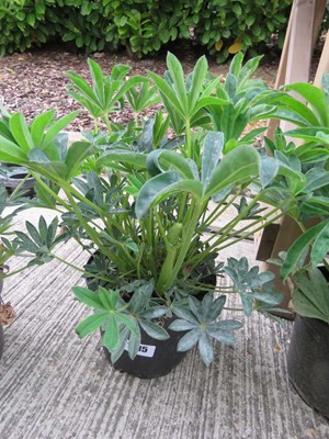 Lot 1015 - Potted lupin