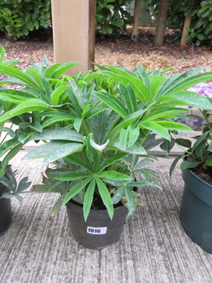 Lot 1016 - Potted lupin