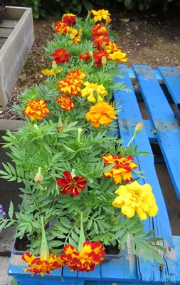 Lot 1027 - 5 small trays of marigolds