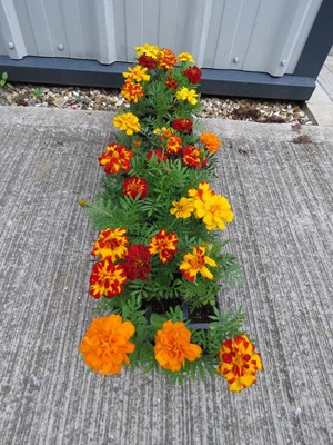 Lot 1028 - 5 small trays of marigolds
