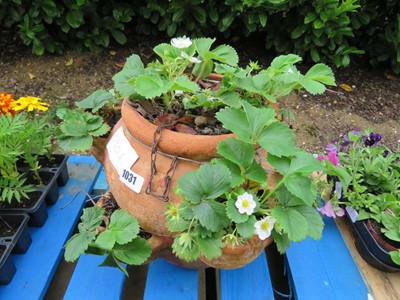 Lot 1031 - Terracotta planter containing strawberry plants