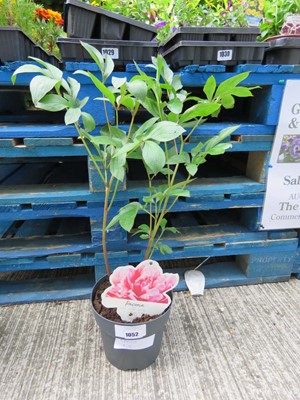 Lot 1052 - Potted pink paeonia