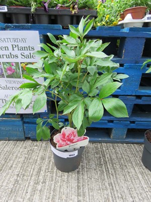 Lot 1053 - Potted pink paeonia