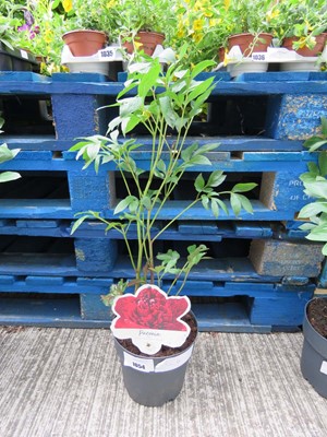 Lot 1054 - Potted red paeonia