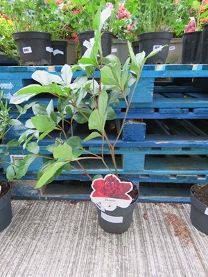 Lot 1056 - Potted red paeonia