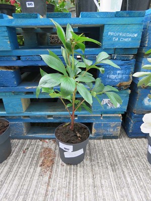 Lot 1057 - Potted white paeonia