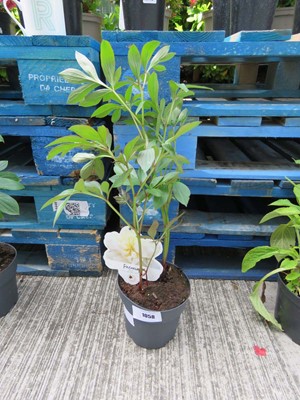 Lot 1058 - Potted white paeonia
