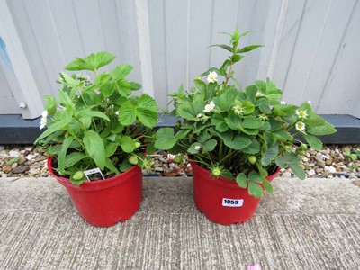 Lot 1059 - 2 red garden pots containing strawberry plants